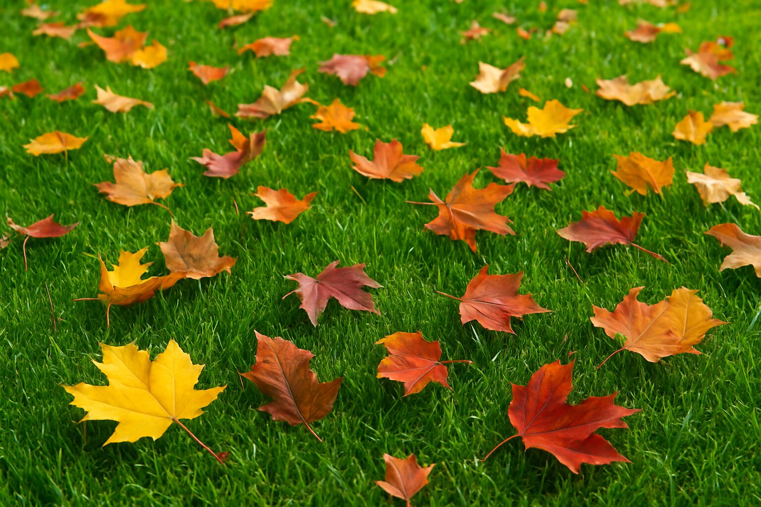 Fall Lawn Care Series for North Jersey Homeowners