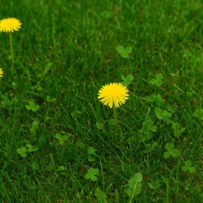 Fall Weed Control for North Jersey Lawns