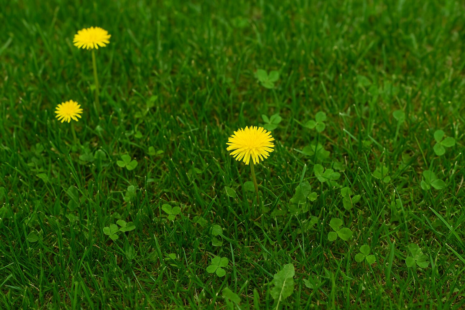 Fall Weed Control: Keeping North Jersey Lawns Healthy and Weed-Free